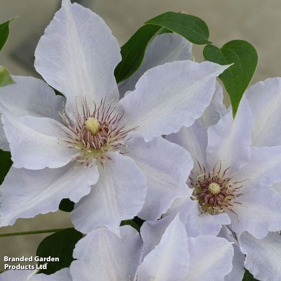 Clematis 'Tranquilite&trade;' evipo111