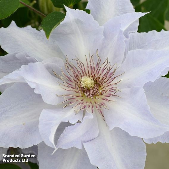 Clematis 'Tranquilite&trade;' evipo111