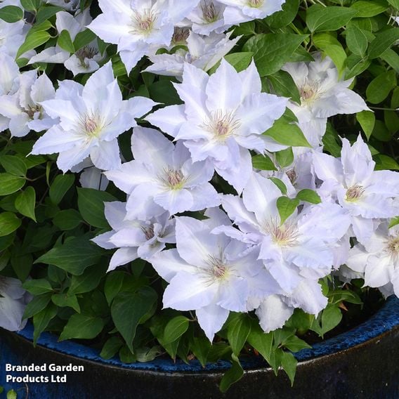 Clematis 'Tranquilite&trade;' evipo111