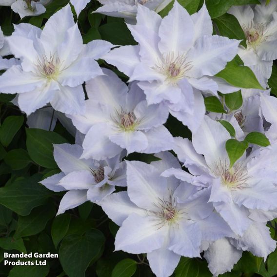 Clematis 'Tranquilite&trade;' evipo111