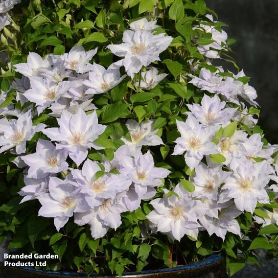 Clematis 'Tranquilite&trade;' evipo111
