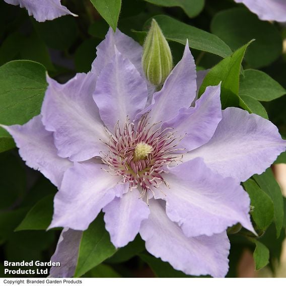 Clematis 'Tranquilite&trade;' evipo111