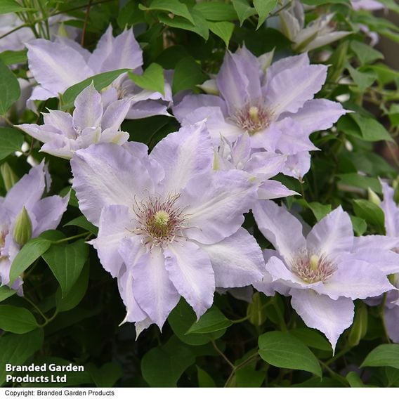 Clematis 'Tranquilite&trade;' evipo111