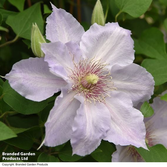 Clematis 'Tranquilite&trade;' evipo111