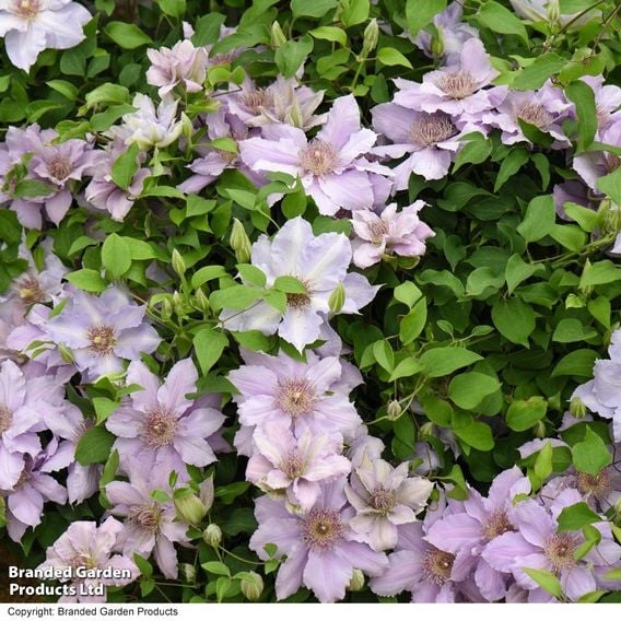 Clematis 'Tranquilite&trade;' evipo111