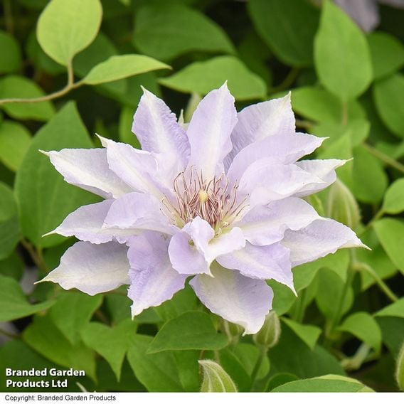 Clematis 'Tranquilite&trade;' evipo111