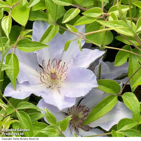Clematis 'Tranquilite&trade;' evipo111