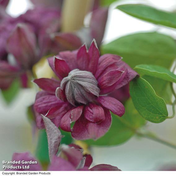 Clematis 'Purpurea Plena Elegans'