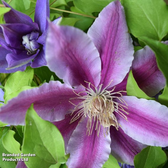 Clematis 'Volunteer™' evipo080
