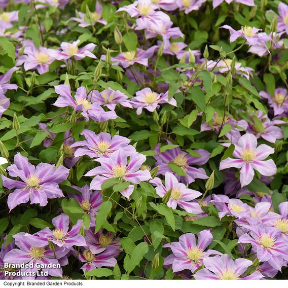 Clematis 'Volunteer™' evipo080