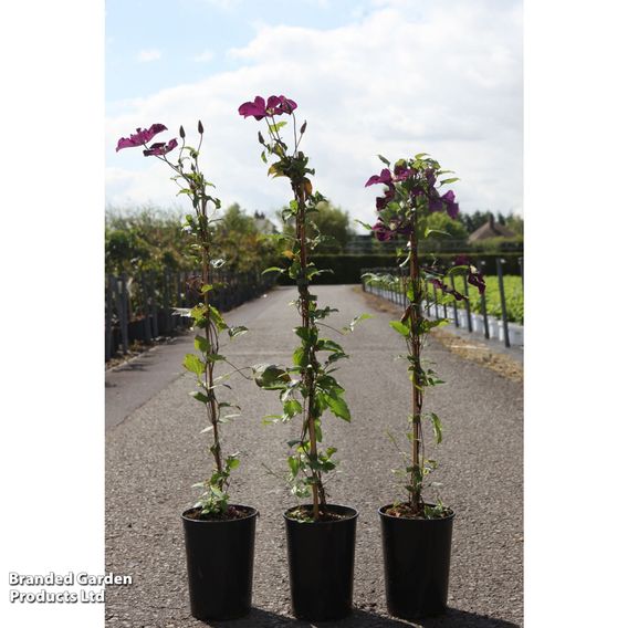 Clematis 'Wada's Primrose'