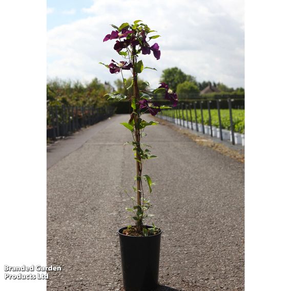 Clematis 'Wada's Primrose'