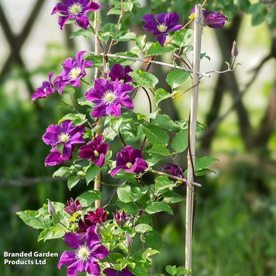 Clematis 'Warszawska Nike'