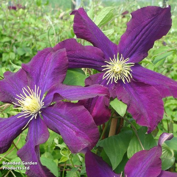 Clematis 'Warszawska Nike'