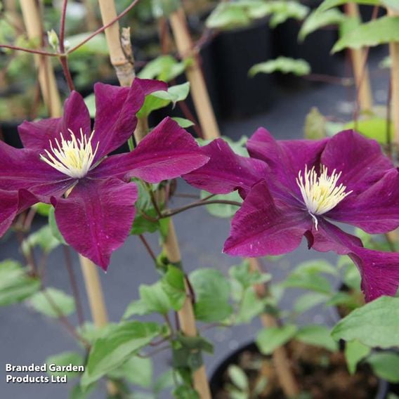 Clematis 'Warszawska Nike'