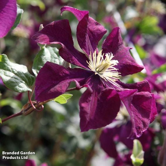 Clematis 'Warszawska Nike'