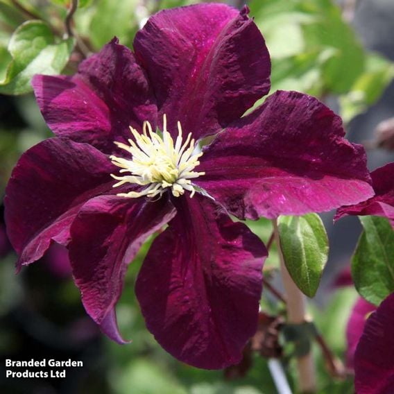 Clematis 'Warszawska Nike'