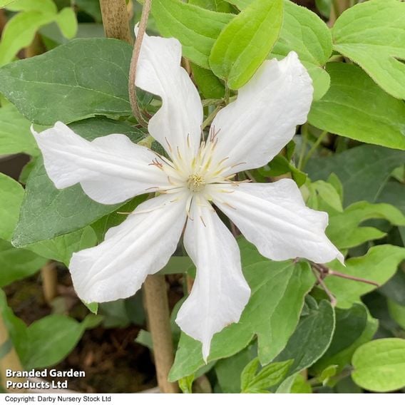 Clematis 'White Arabella'