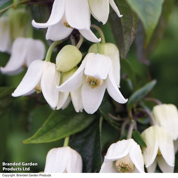 Clematis Summer Winter Duo