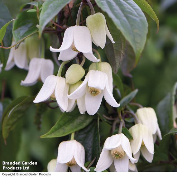 Winter Evergreen Duo
