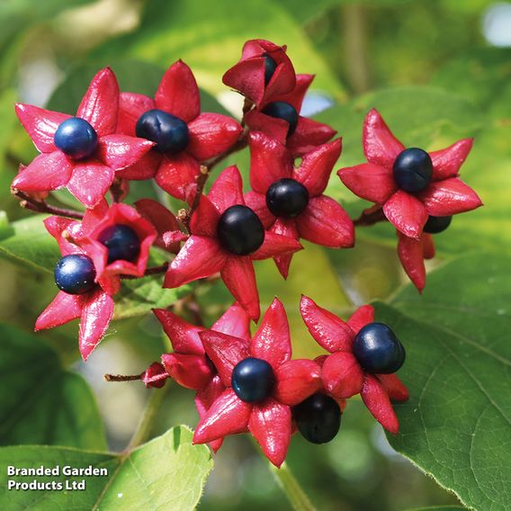 Clerodendrum trichotomum