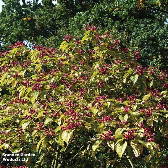 Clerodendrum trichotomum