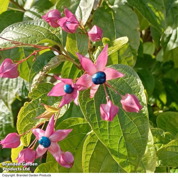 Clerodendrum trichotomum
