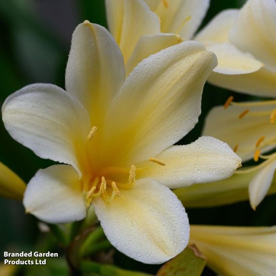 Clivia miniata var. citrina