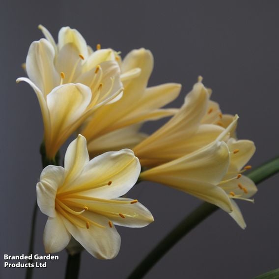 Clivia miniata var. citrina