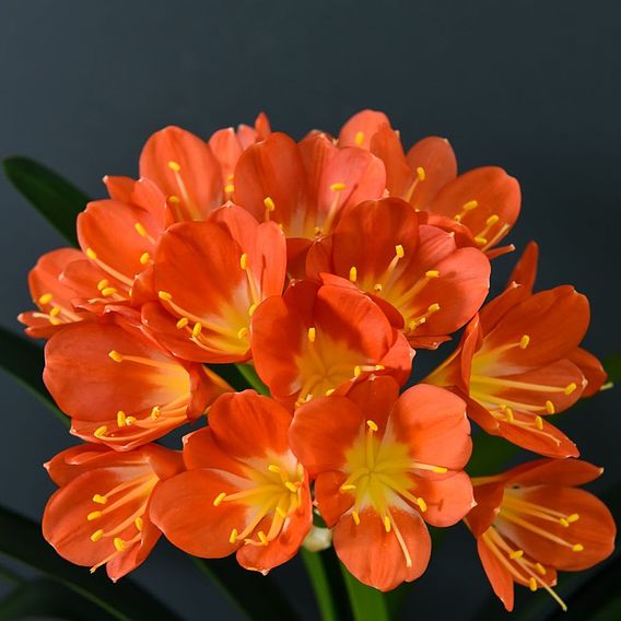 Clivia miniata