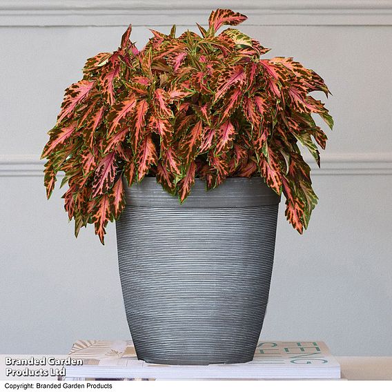 Coleus Premium 'Sun Coral Candy'