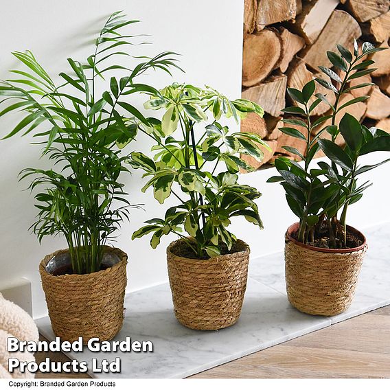 Modern Home House Plant Collection