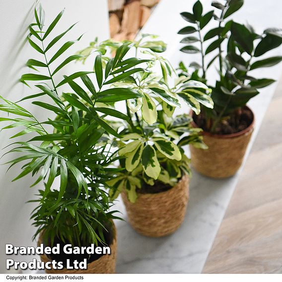 Modern Home House Plant Collection