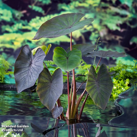Colocasia rubra 'Black Magic' (Marginal Aquatic)