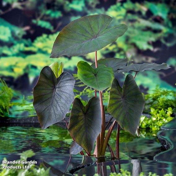 Colocasia rubra 'Black Magic' (Marginal Aquatic)