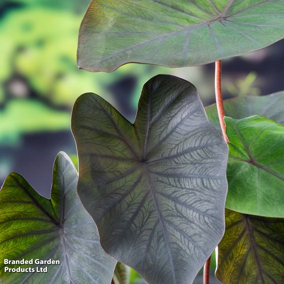 Colocasia rubra 'Black Magic' (Marginal Aquatic)