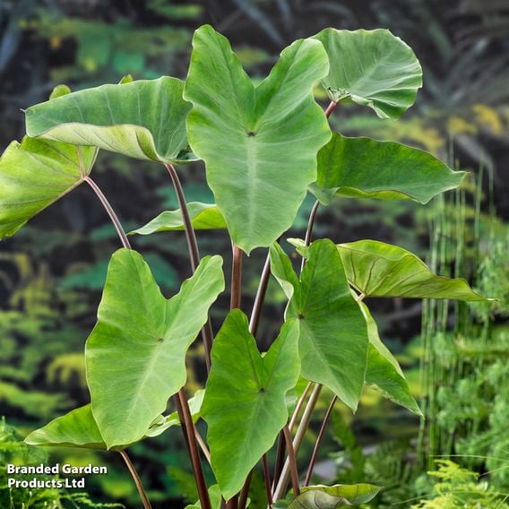 Colocasia esculenta (Marginal Aquatic)