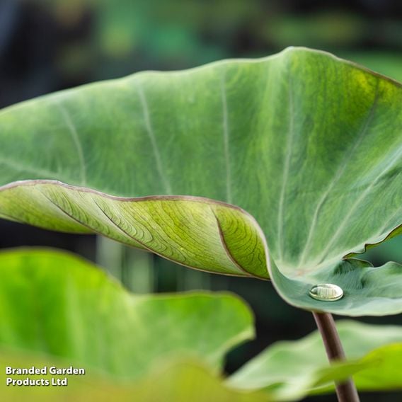 Colocasia esculenta (Marginal Aquatic)