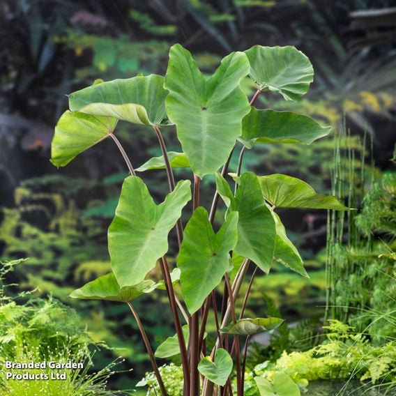 Colocasia esculenta (Marginal Aquatic)