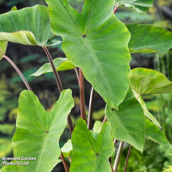 Colocasia esculenta (Marginal Aquatic)