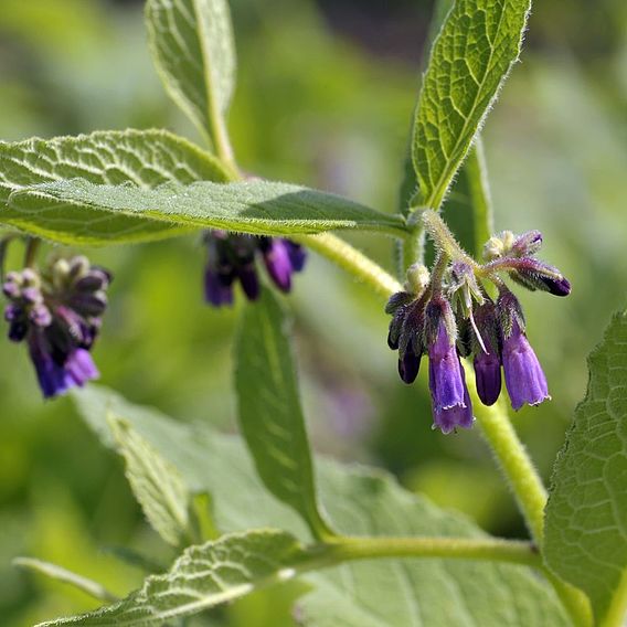 Comfrey 'Bocking 14'