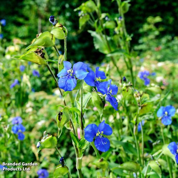 Commelina dianthifolia