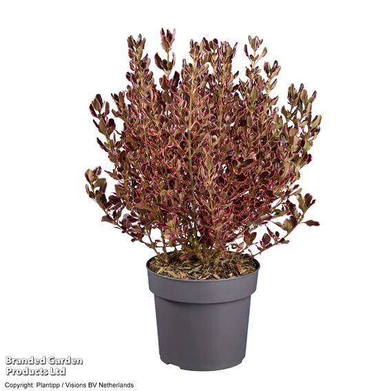 Coprosma repens 'Eclipse'