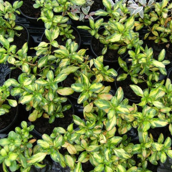 Coprosma repens 'Evening Glow'
