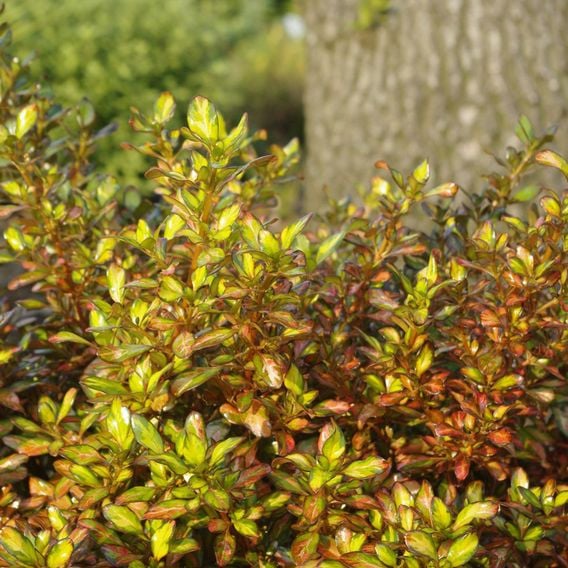 Coprosma repens 'Evening Glow'