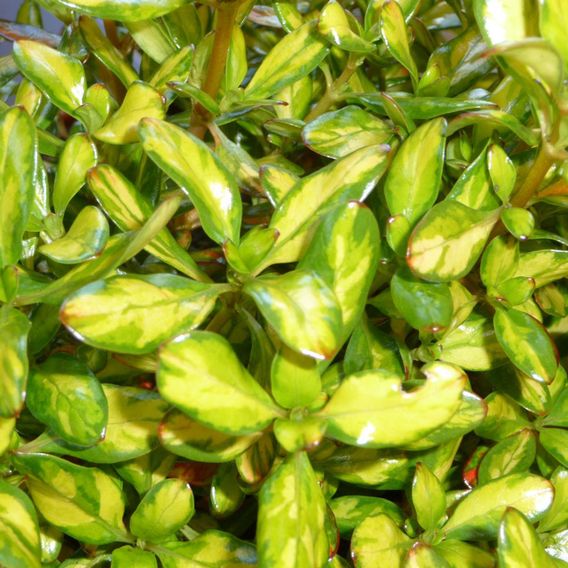 Coprosma repens 'Lemon & Lime'
