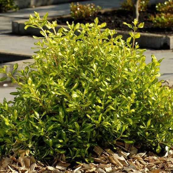 Coprosma repens 'Lemon & Lime'
