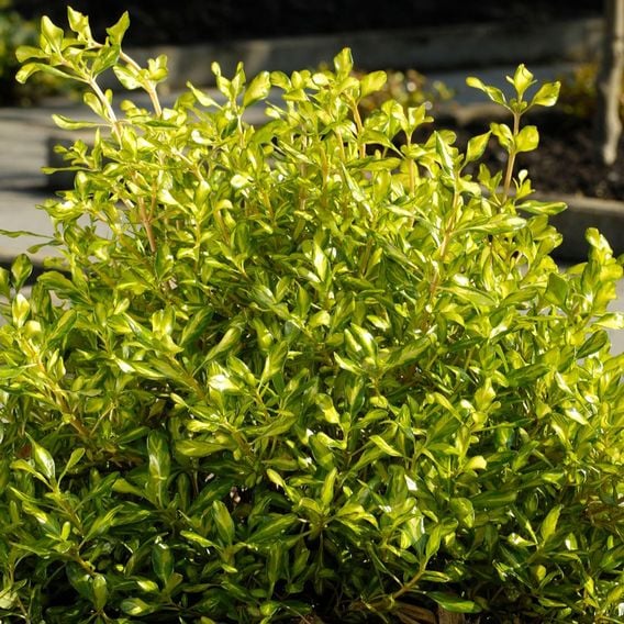 Coprosma repens 'Lemon & Lime'