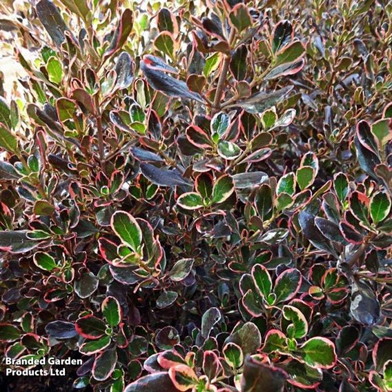 Coprosma repens 'Pacific Dawn'