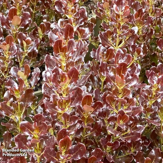 Coprosma repens 'Pacific Night'